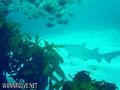 scuba diving photo