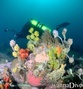 scuba diving photo