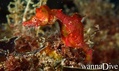 scuba diving photo