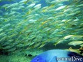 scuba diving photo