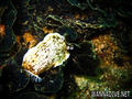 scuba diving photo