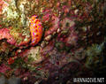 scuba diving photo