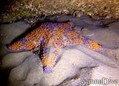 scuba diving photo