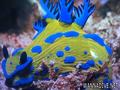 scuba diving photo