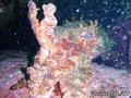 scuba diving photo