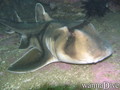 scuba diving photo