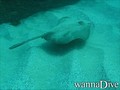 scuba diving photo