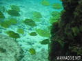 scuba diving photo