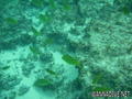 scuba diving photo