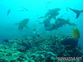 scuba diving photo