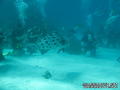 scuba diving photo