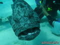 scuba diving photo