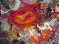 scuba diving photo