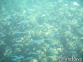 scuba diving photo