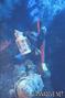 scuba diving photo