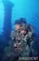 scuba diving photo