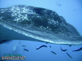 scuba diving photo