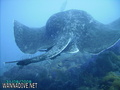 scuba diving photo
