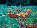 scuba diving photo