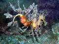 scuba diving photo