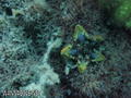 scuba diving photo
