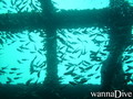 scuba diving photo