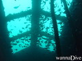 scuba diving photo
