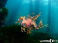 scuba diving photo