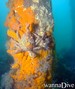 scuba diving photo