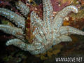 scuba diving photo