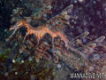 scuba diving photo