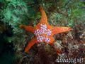 scuba diving photo