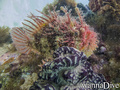 scuba diving photo