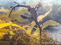 scuba diving photo
