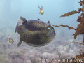 scuba diving photo