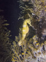 scuba diving photo