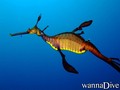scuba diving photo