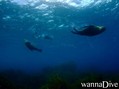 scuba diving photo