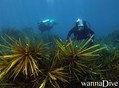 scuba diving photo