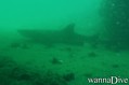 scuba diving photo