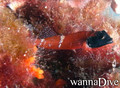 scuba diving photo