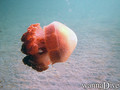 scuba diving photo
