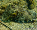 scuba diving photo