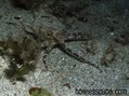 scuba diving photo