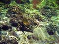 scuba diving photo