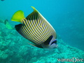 scuba diving photo