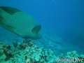 scuba diving photo