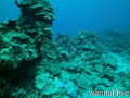 scuba diving photo