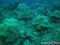 scuba diving photo