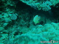 scuba diving photo
